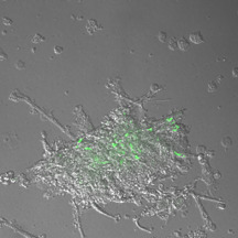 mycolab Manganelli Unipd