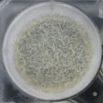 Mycolab Unipd research